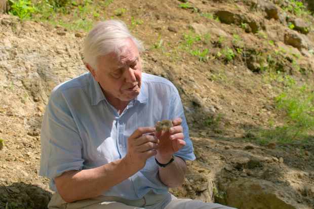 David Attenborough delivers poignant mission statement in powerful Netflix doc A Life on Our Planet