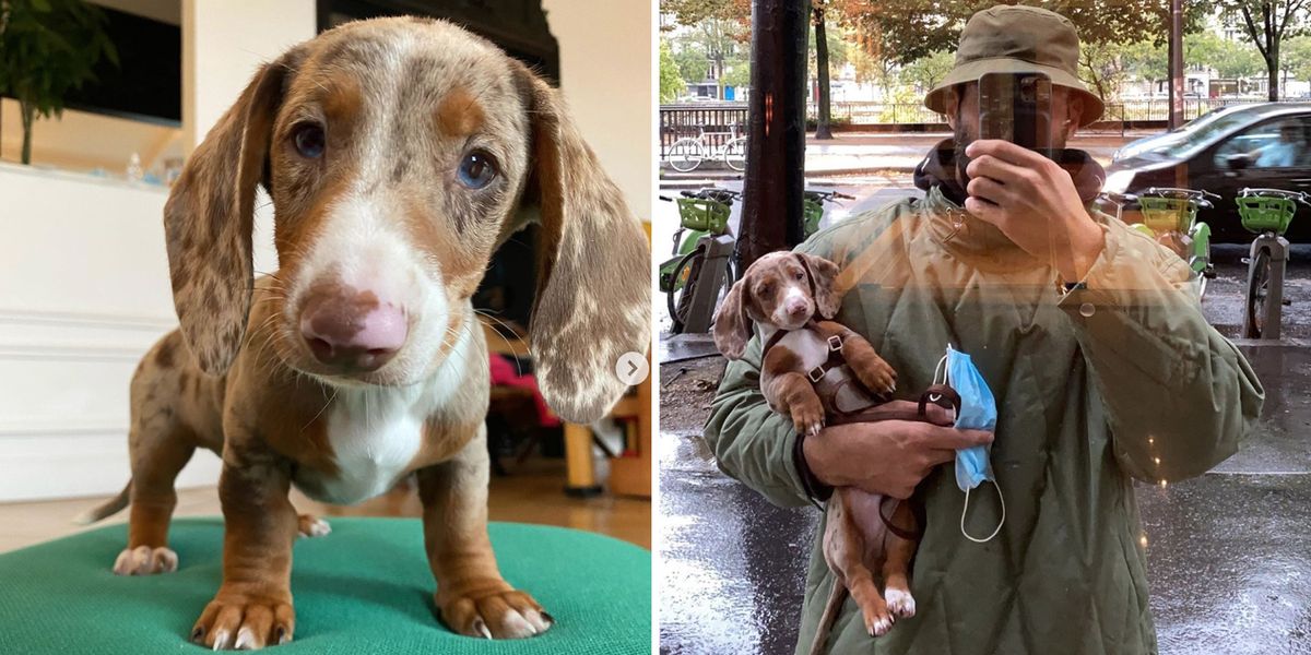 Jacquemus’s New Dog Is a Perfect Angel and You Cannot Tell Me Otherwise
