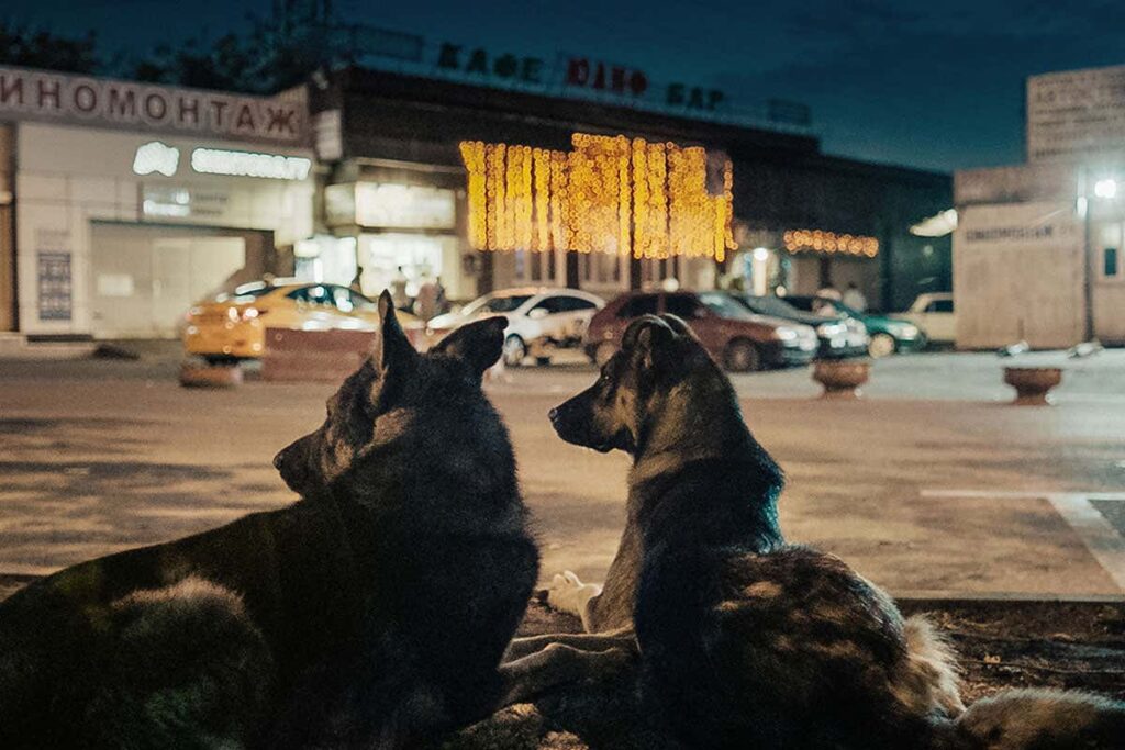 ‘Space Dogs’ Should Be Shot Into Space Without a Return Trajectory [Review]