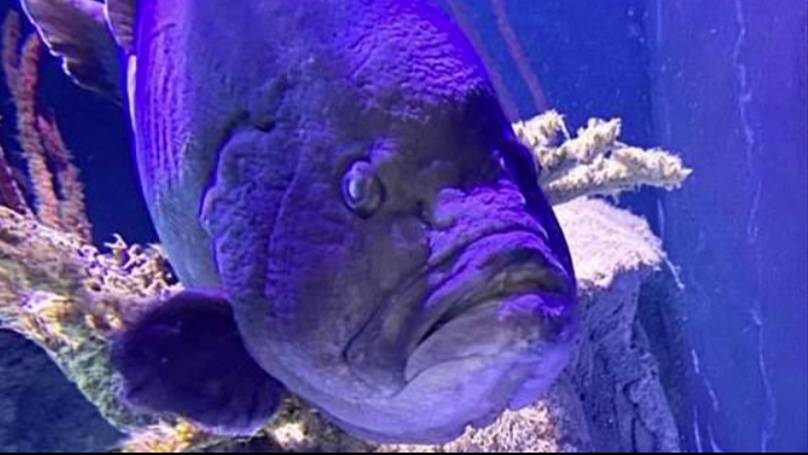 Fish Left ‘Lonely’ And ‘Depressed’ After Eating All His Tankmates