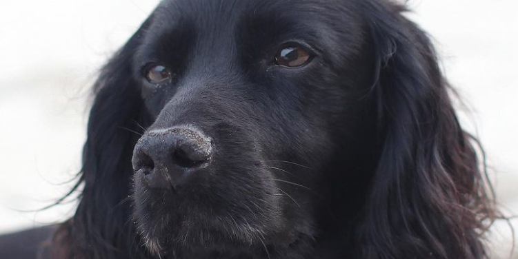 Kate Middleton and Prince William’s Dog, Lupo, Has Died at Age 9