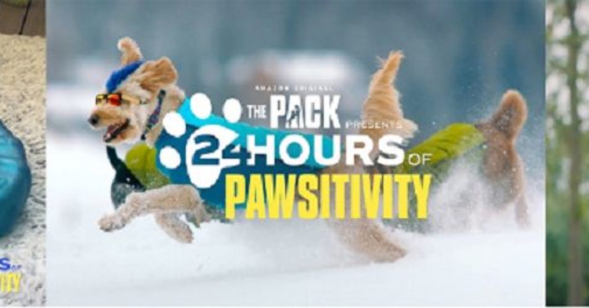 The Pack Presents 24 Hours of Pure Paw-sitivity for Your 2020