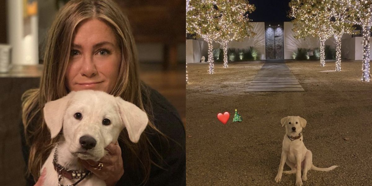 Jennifer Aniston Had a Seriously Serene Christmas at Home with Her Dogs