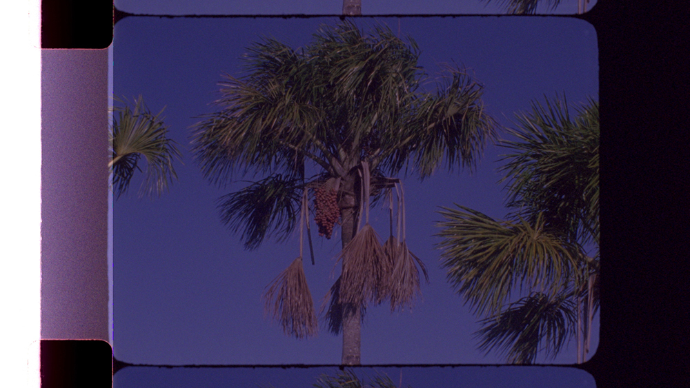 Mar del Plata’s Works in Progress Awards Chris Gude’s ‘Morichales’