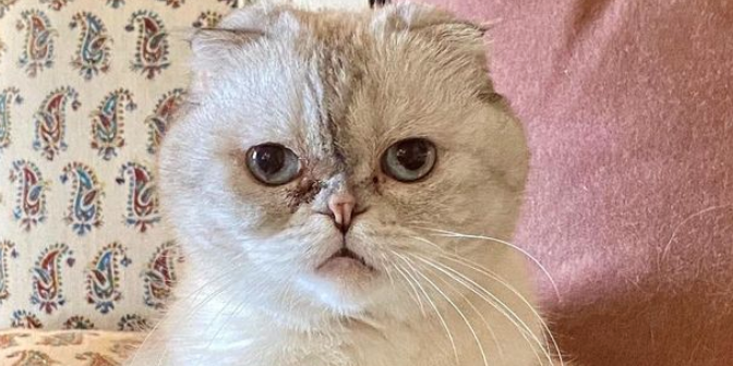 Taylor Swift Made a Very Clever Boxing Day Joke Involving Her Cat Olivia