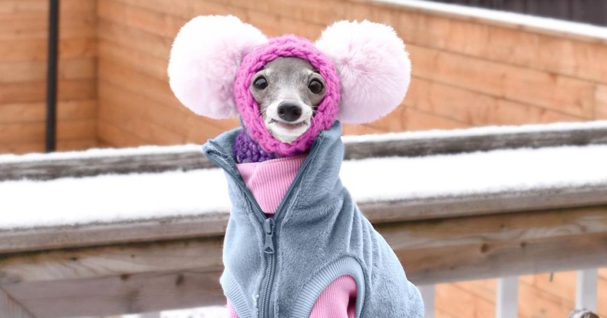 Buzzzz-o-Meter: Tika the Iggy, Mindful Meditation Kit and More That Hollywood Is Buzzing About This Week