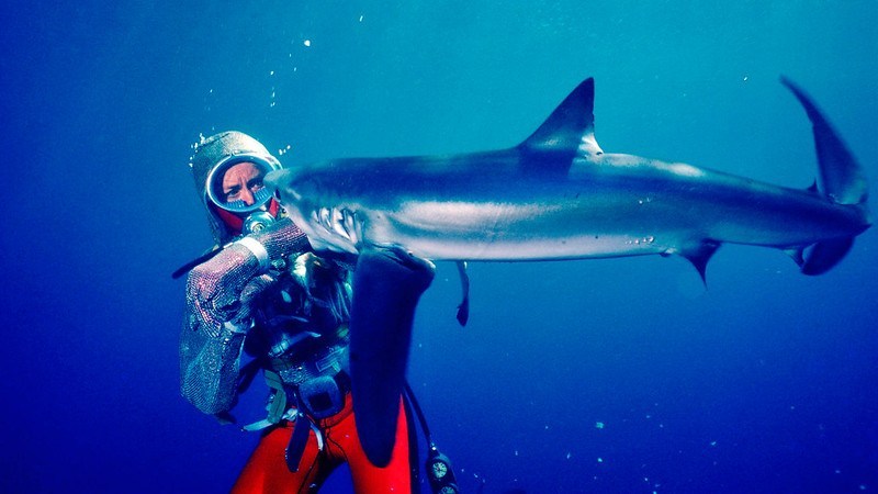 [Sundance Review] Captivating Doc ‘Playing with Sharks’ Chronicles Australian Icon and ‘Jaws’ Impact