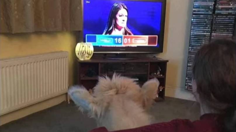 This Morning Viewers Love Cow That’s Obsessed With The Chase