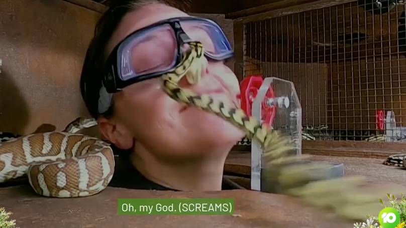 Video Shows Horrific Moment I’m A Celeb Contestant Is Bitten By Snakes
