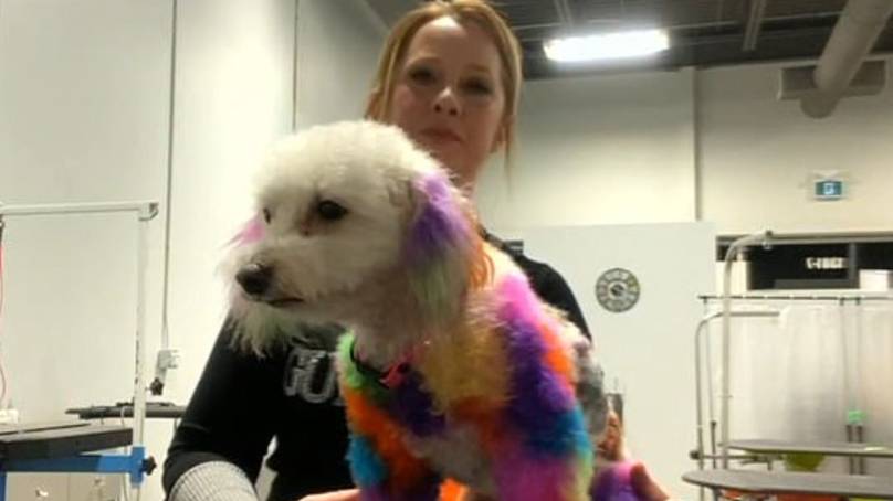 Woman Blasted For Dyeing Her Dog’s Hair Different Colours