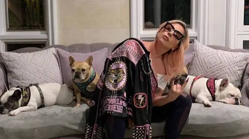 Lady Gaga’s Stolen Dogs Have Been Handed In To Police