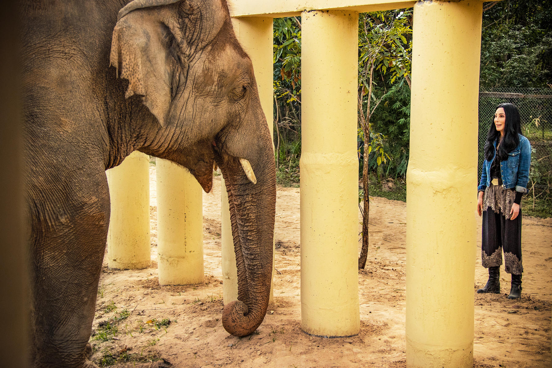 Cher Is Trying to Save the ‘World’s Loneliest Elephant’