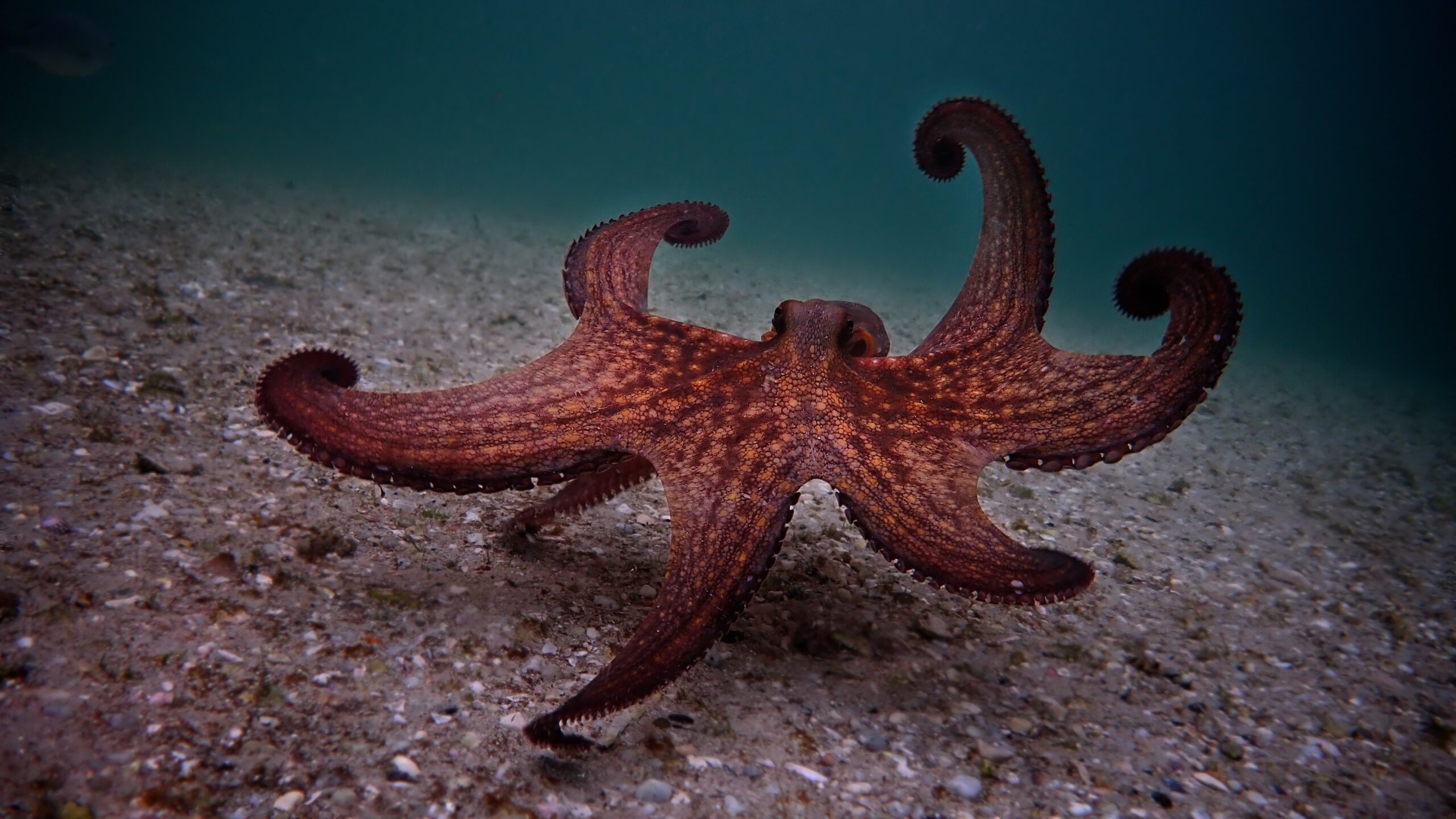 My Octopus Teacher Ending Explained [SPOILER!]