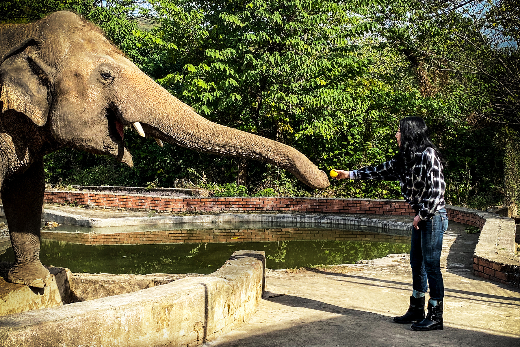 Cher Fights to Save ‘The Loneliest Elephant’ in New Doc Trailer